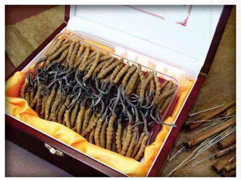 珠山冬虫夏草回收